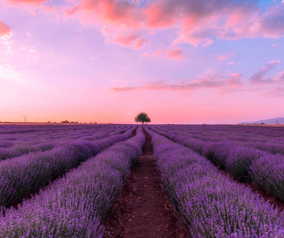 hoe snel groeit lavendel