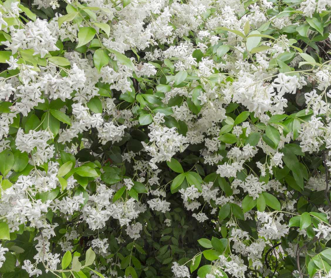 hoe snel groeit toscaanse jasmijn