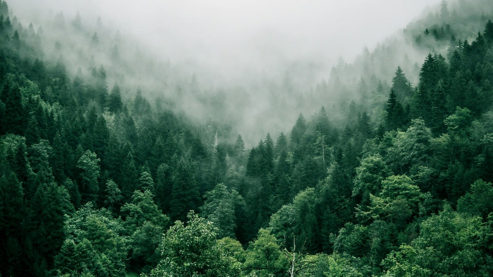 Dichtbegroeid, groen naaldbos met ochtendmist die tussen de bomen hangt en de berghellingen bedekt.